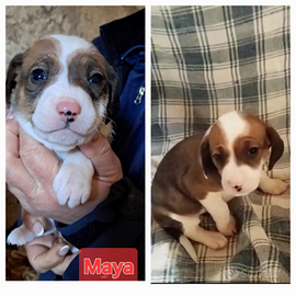 Cucciole tre mesi ,taglia medio piccola