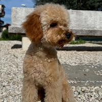 Barboncino toy per monta