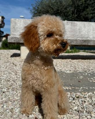 Barboncino toy per monta