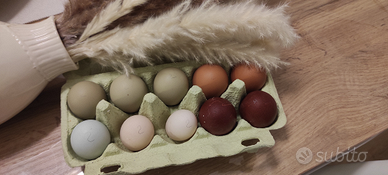 Pulcini e uova di Gallus gallus domesticus