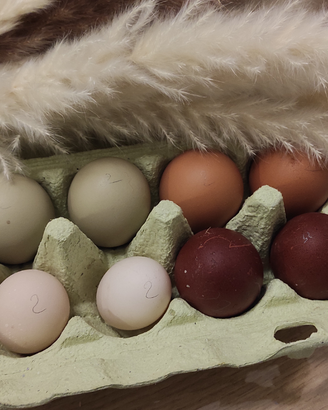 Pulcini e uova di Gallus gallus domesticus