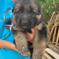 Cuccioli pastore tedesco pelo lungo PEDIGREE