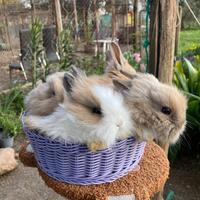 Conigli nani testa di leone