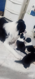 Disponibile cuccioli di border collie