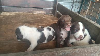 cane di caccia