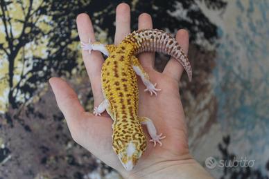 Geco leopardino