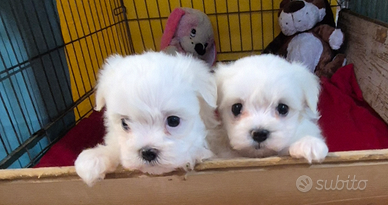 Maltesi toy linea coreana