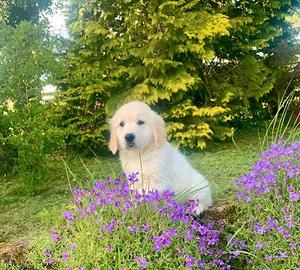 Cuccioli di golden retriever solo maschi