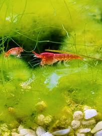 Halocaridina rubra opae ula gamberetti salmastri
