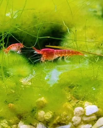 Halocaridina rubra opae ula gamberetti salmastri