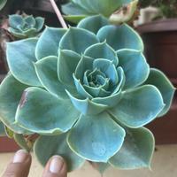 Echeveria