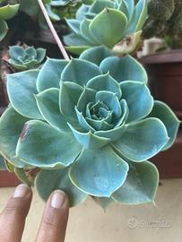Echeveria