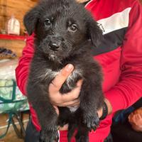 Cuccioli di pastore tedesco