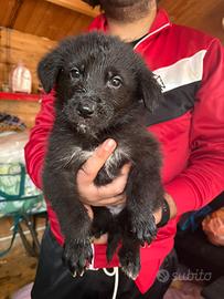 Cuccioli di pastore tedesco