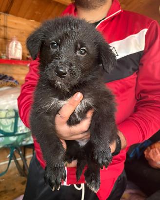 Cuccioli di pastore tedesco