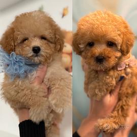 Barboncini toy/minitoy