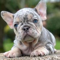 BULLDOG FRANCESE - BOULEDOGUE MERLE cuccioli top