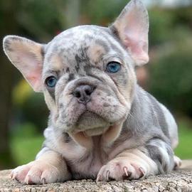 BULLDOG FRANCESE - BOULEDOGUE MERLE cuccioli top