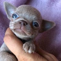 Cuccioli di chihuahua maschietti femminucce