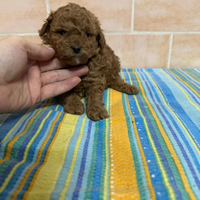 Barboncino mini mini mini toy