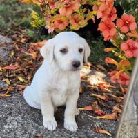 Meravigliosa cucciola in adozione