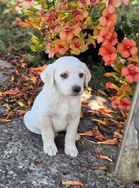 Meravigliosa cucciola in adozione