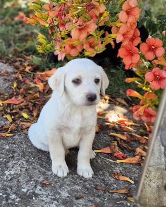 Meravigliosa cucciola in adozione