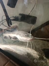Pesce gatto cosa rossa