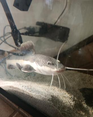 Pesce gatto cosa rossa