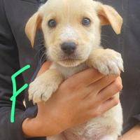 Cuccioli 7 mesi