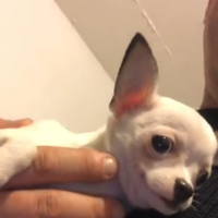 Mini chihuahua maschietto