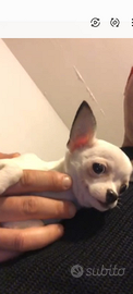 Mini chihuahua maschietto