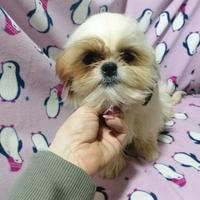 Shih Tzu cucciola femmina taglia molto piccola