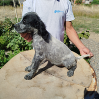 Cucciola di Setter inglese