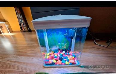 Acquario