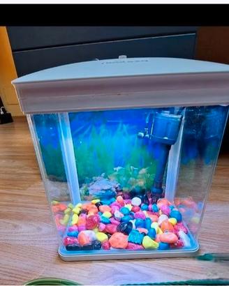 Acquario
