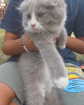 Cucciolo gattino Scottish