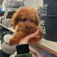 Barboncino toy rosso