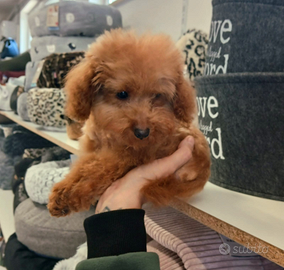 Barboncino toy rosso