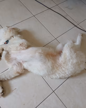Cucciola pastore abbruzzese maremmano