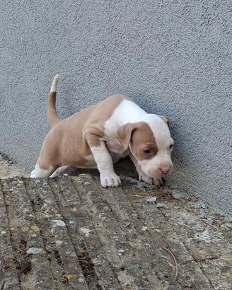 pitbull