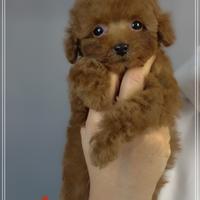 Cucciolata di barboncino toy e mini