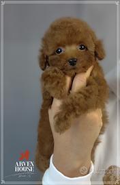Cucciolata di barboncino toy e mini