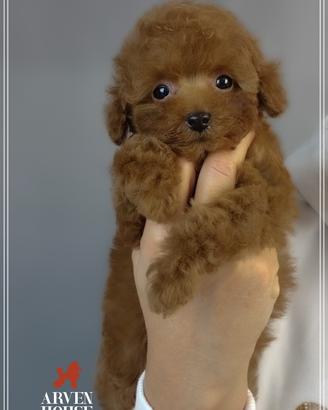 Cucciolata di barboncino toy e mini