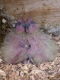 Calopsiti da imbecco