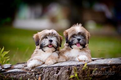 Cuccioli di Lhasa Apso