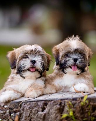 Cuccioli di Lhasa Apso