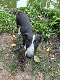 Cuccioli di cane