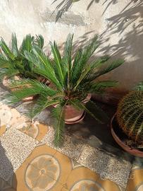 Cycas