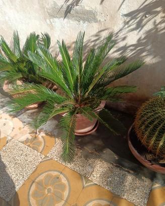 Cycas